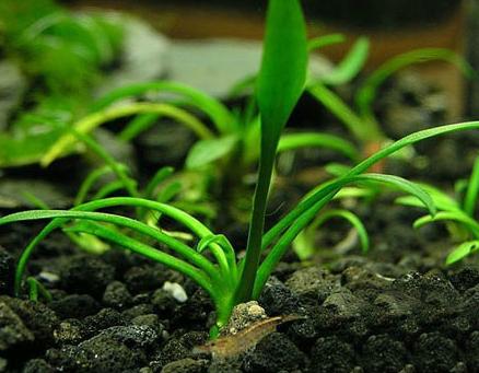 草缸适合新手的水草,草缸常见类水草推荐