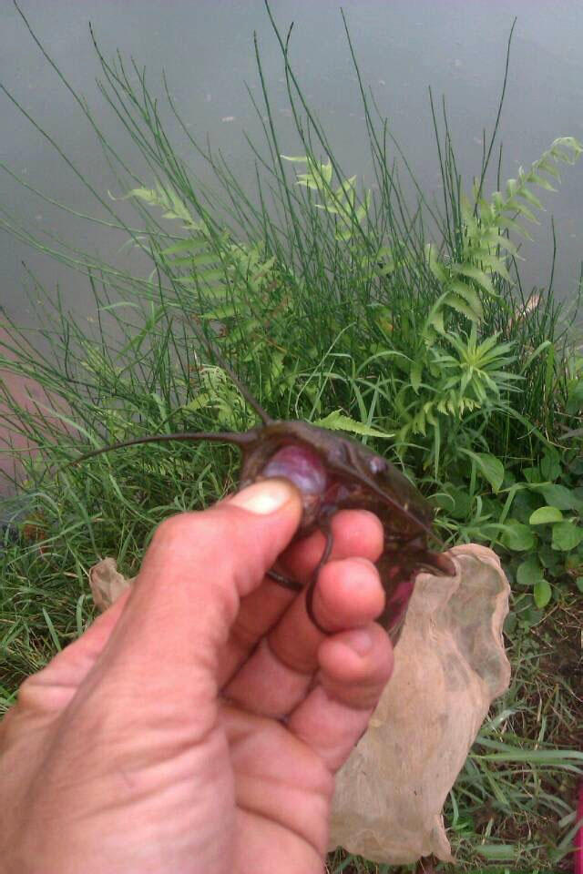 受伤的鱼怎么钓最好,钓到的鱼怎么抓不扎手