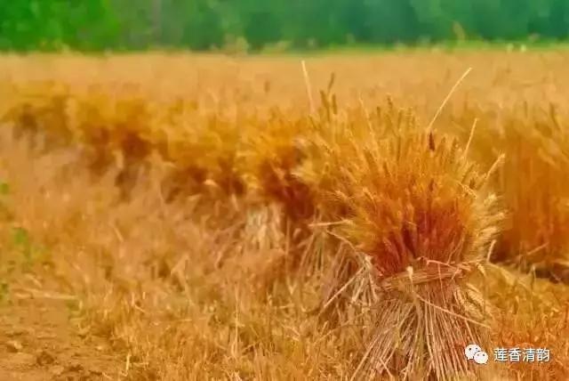 布谷鸟叫了完整版,布谷鸟叫了吗