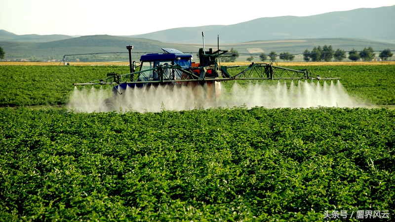 种薯技术视频大全,毛薯的管理过程和施肥技术