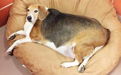 狗狗最常见的死亡原因,狗狗有哪些病会突然死亡