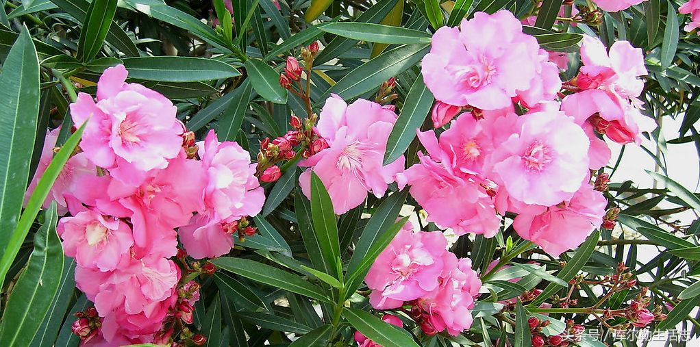 库尔勒绿化带,库尔勒绿化带灌木是什么