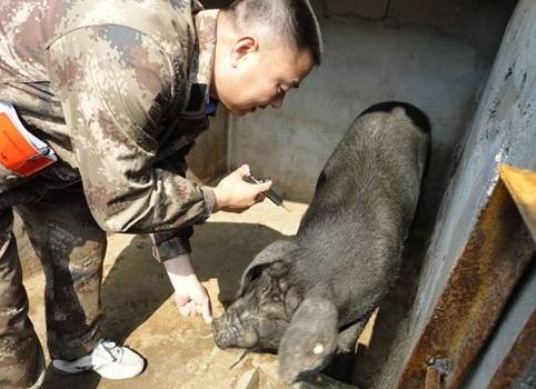 猪病特征治疗用药大全图解,猪病六种症状