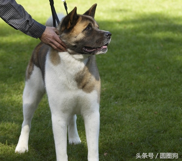 世界名犬柯基犬,阿里犬舍美系秋田犬
