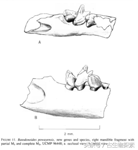 世界上最小的哺乳动物是什么,最小的哺乳生物