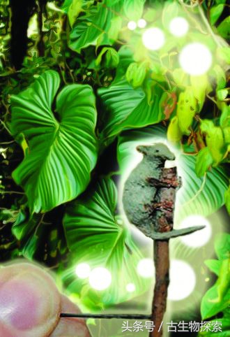 世界上最小的哺乳动物是什么,最小的哺乳生物