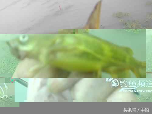 野河深秋降温后钓鲫鱼,冬钓鲫阴雨天怎样钓