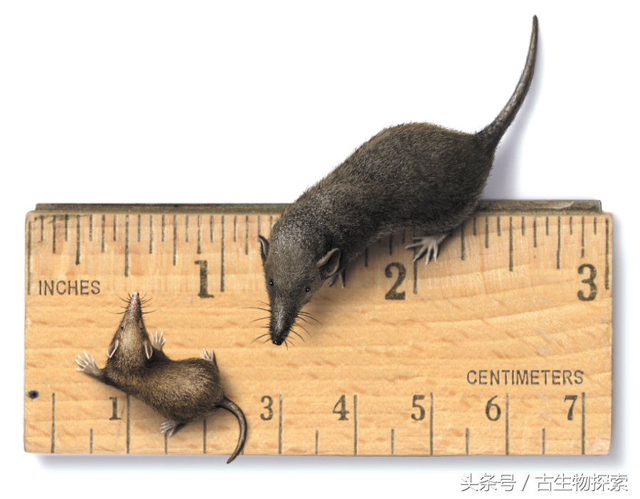 世界上最小的哺乳动物是什么,最小的哺乳生物
