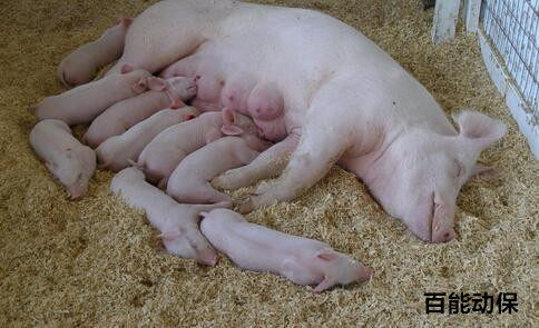 母猪产程过长教你一招解决,母猪怎么预防产程过长死胎