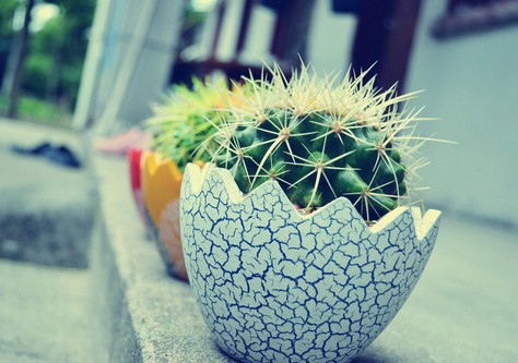 防辐射最好养的植物,防辐射最强的7种植物