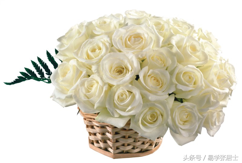 枯萎的白玫瑰的花语,白玫瑰的花语我足够与你相配