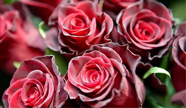 兰蔻历史品牌故事,兰蔻菁纯品牌故事