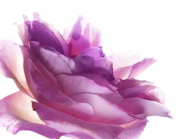 兰蔻历史品牌故事,兰蔻菁纯品牌故事