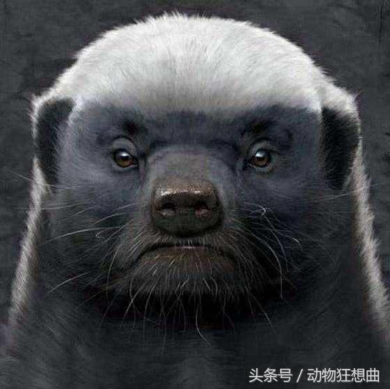 动物界杠把子平头哥,平头银发白披风,非洲大地我最凶