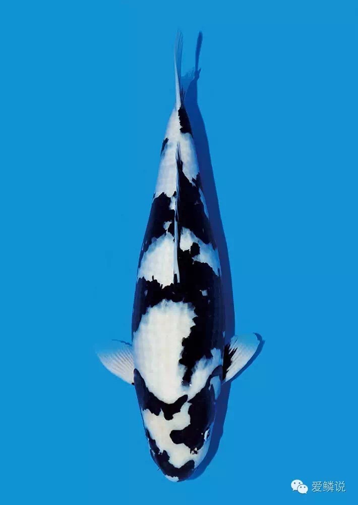 养锦鲤鱼必备鱼药,锦鲤常见鱼药