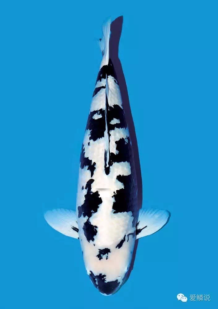 养锦鲤鱼必备鱼药,锦鲤常见鱼药