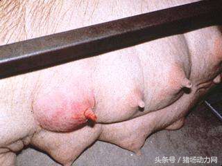 母猪产后如何管理,母猪产后疾病