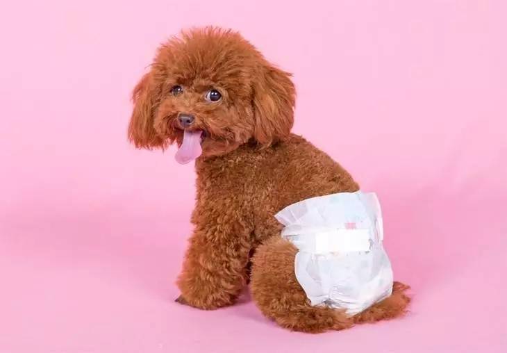 狗狗生理期怎么护理,狗狗来姨妈怎么护理比较好