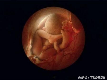 dha吃了真的可以让宝宝变聪明吗,dha吃了真的能让宝宝变聪明吗