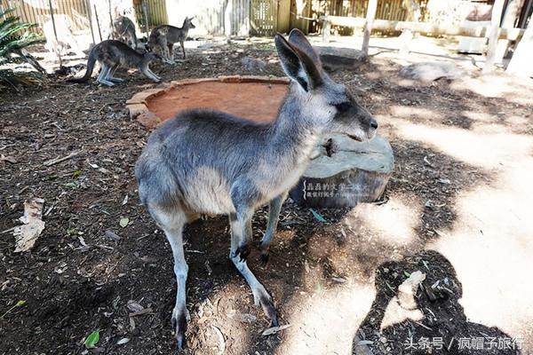 36个必须知道的澳洲旅行贴士,澳洲昆士兰州自由行攻略