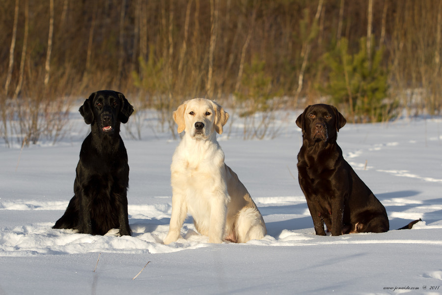 狗狗价格一览表2021,常见家养狗狗价格一览表