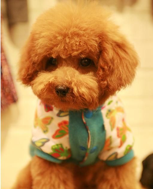 泰迪必备的技巧,泰迪的训练方法与技巧