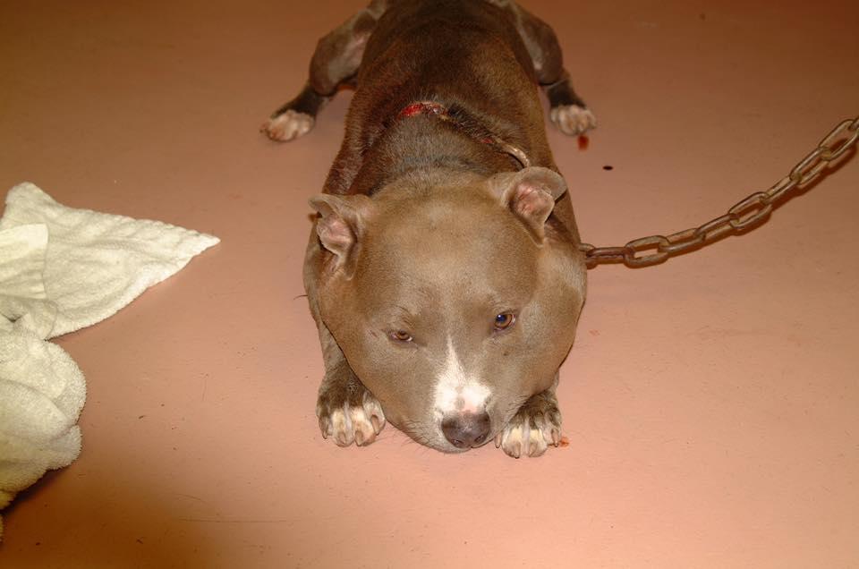 狗狗嘴肿的跟包子一样,狗狗一边脸被蜜蜂叮肿的照片