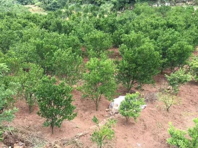 “双百三同”驻村记|瀑乡有棵“摇钱树”