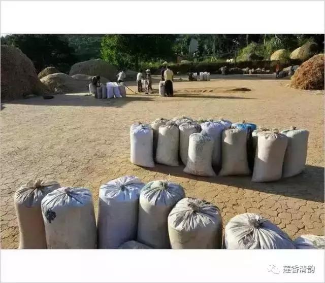 布谷鸟叫了完整版,布谷鸟叫了吗