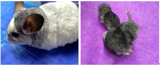 龙猫难产完整版,龙猫难产孩子拽出来