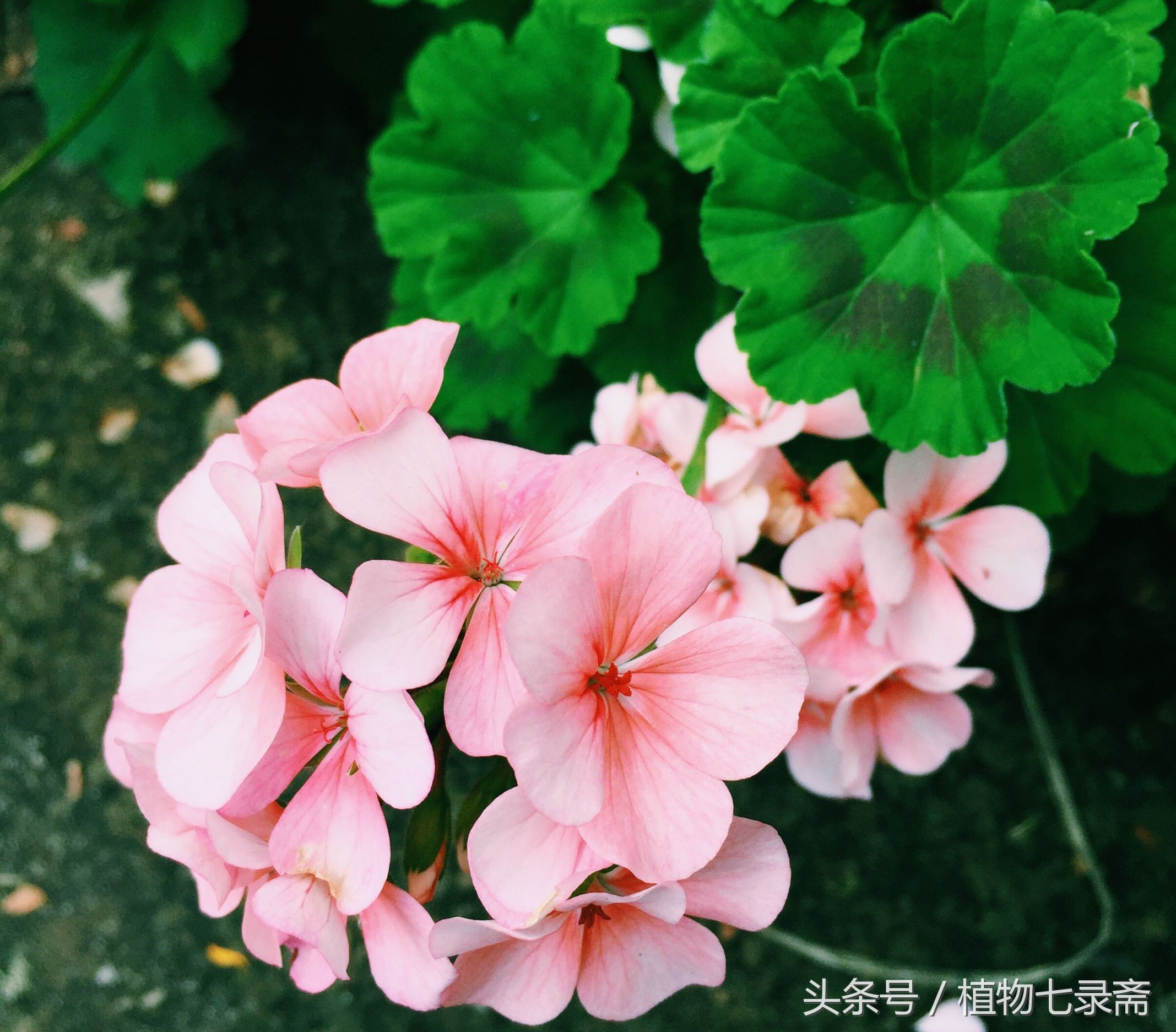 初春如何养好花卉盆栽图片,居家如何养好花卉植物盆栽