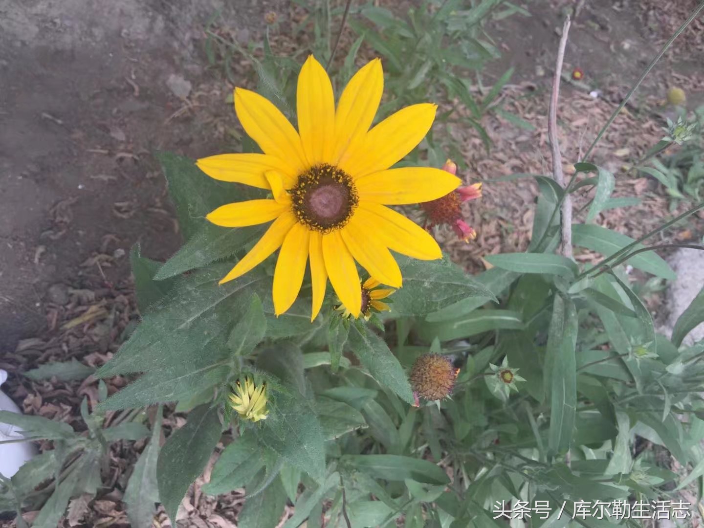 库尔勒绿化带,库尔勒绿化带灌木是什么