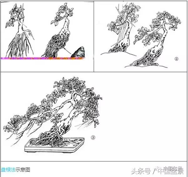 盆景悬根露爪美不胜收