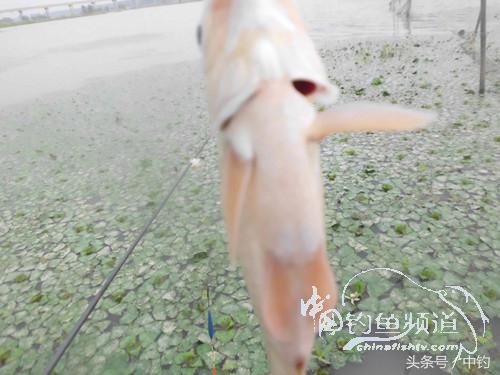 野河深秋降温后钓鲫鱼,冬钓鲫阴雨天怎样钓