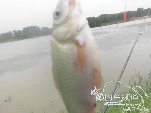 野河深秋降温后钓鲫鱼,冬钓鲫阴雨天怎样钓