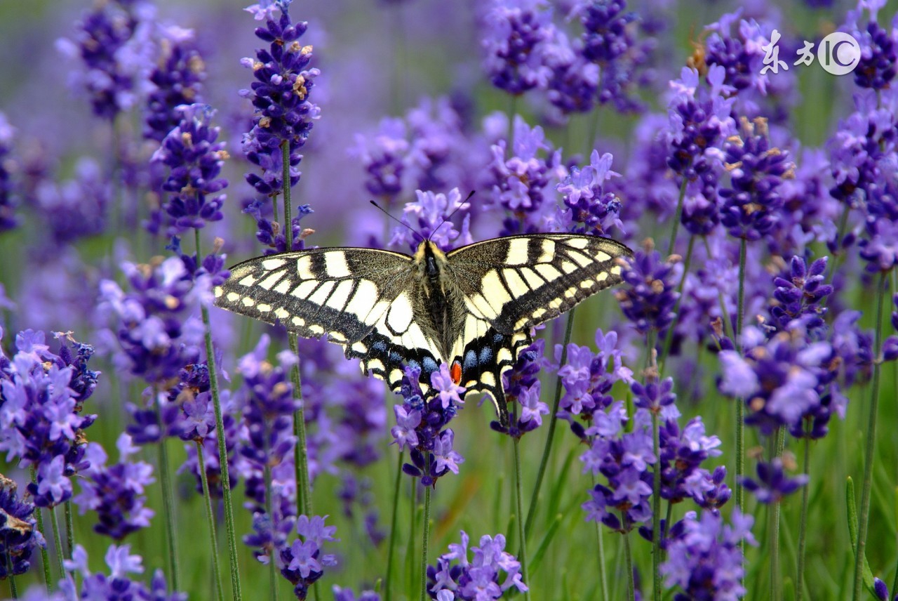 薰衣草之乡浪漫的地方普罗旺斯,普罗旺斯薰衣草庄园游玩