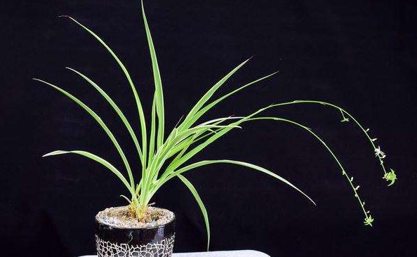 防辐射最好养的植物,防辐射最强的7种植物