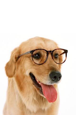 世界十大名犬排行榜第一是哪条狗,世界十大名犬姓名