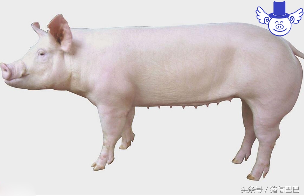 只有解决母猪返情这一大难题,才能保证自繁自养的效益!