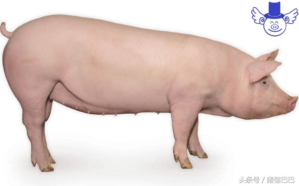 只有解决母猪返情这一大难题,才能保证自繁自养的效益!