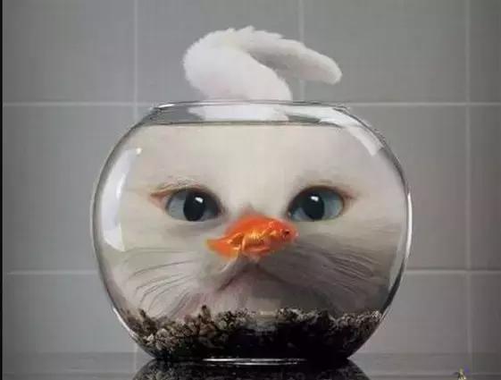 冬天该如何养猫才不会被冻死,长毛猫多久洗澡比较好