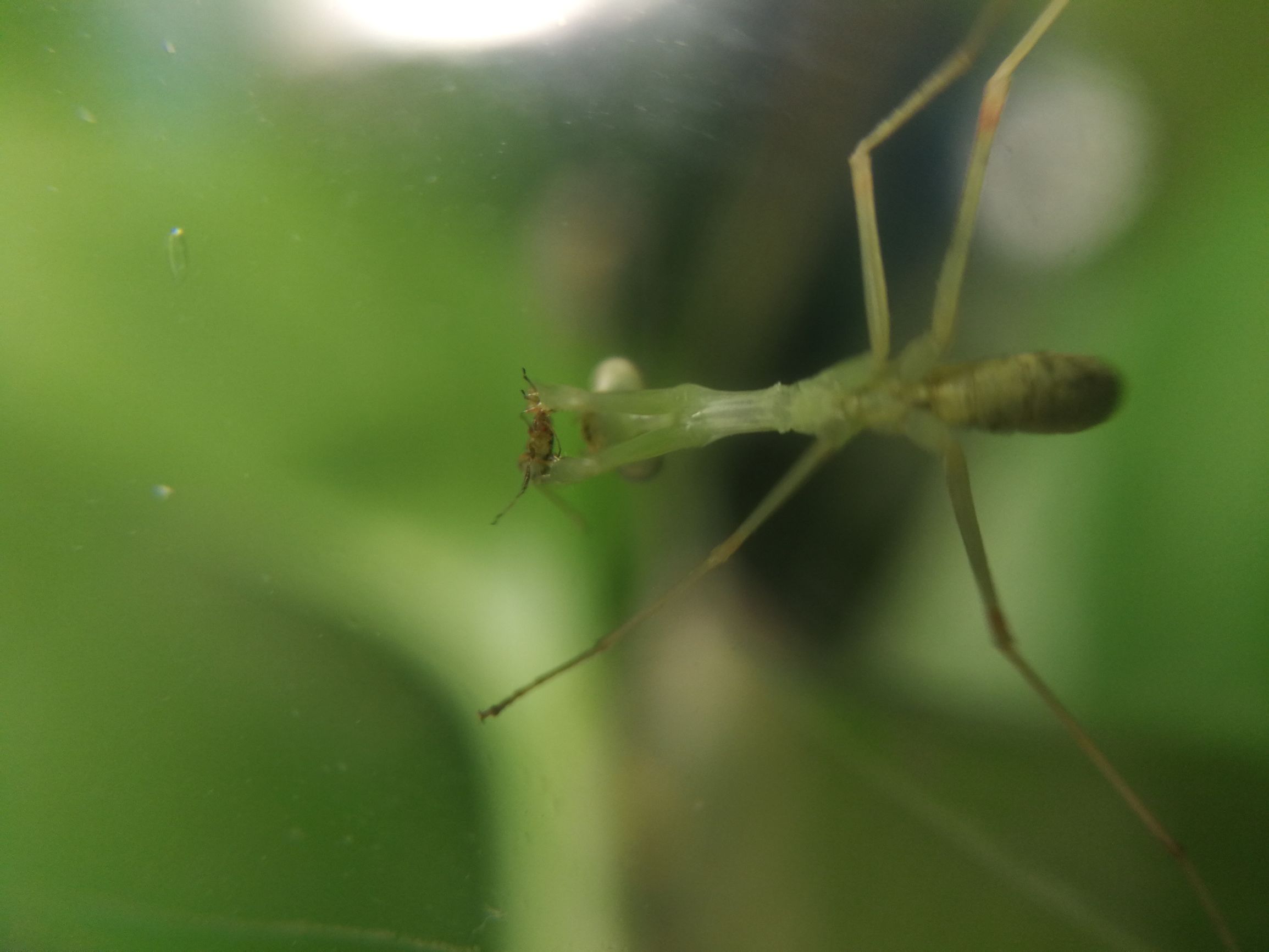 你见过迷你小螳螂吗,小螳螂吃小虫子吗