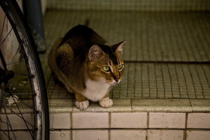 香港长洲离岛,长洲岛香港