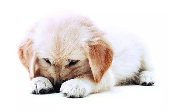 狗狗生理期怎么护理,狗狗来姨妈怎么护理比较好