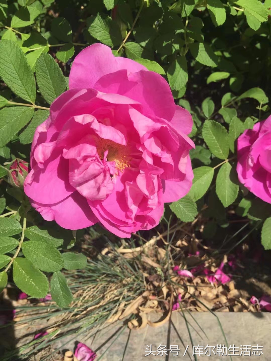 库尔勒绿化带,库尔勒绿化带灌木是什么