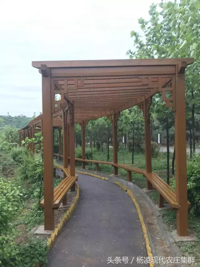 来穿越花海赴春天的约会,龙丽威大马士革玫瑰庄园