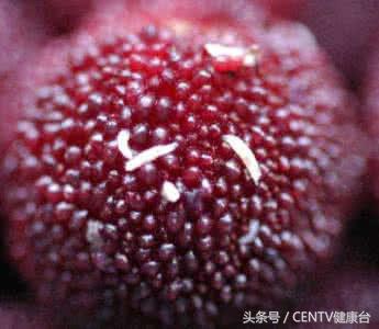 杨梅有蛆能退吗,杨梅会吃坏肚子吗