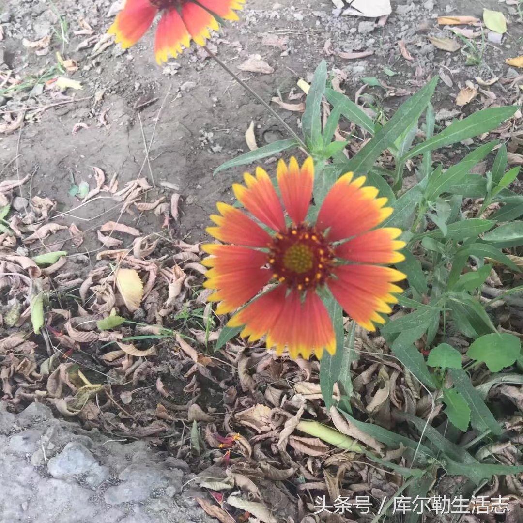 库尔勒绿化带,库尔勒绿化带灌木是什么