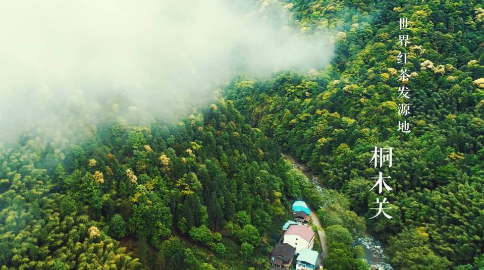 真正的金骏眉是什么样子的,金骏眉究竟什么样子的