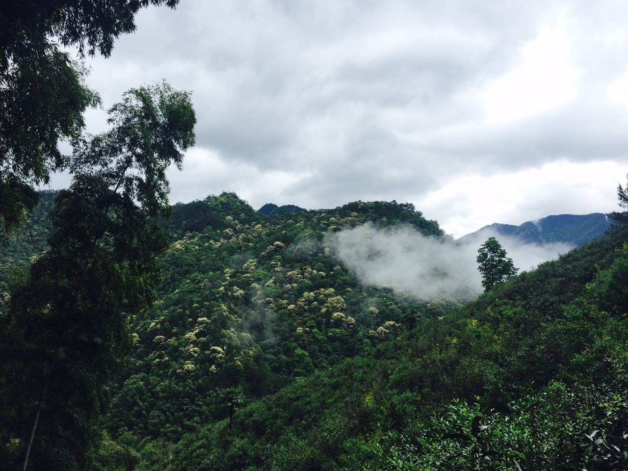 真正的金骏眉是什么样子的,金骏眉究竟什么样子的